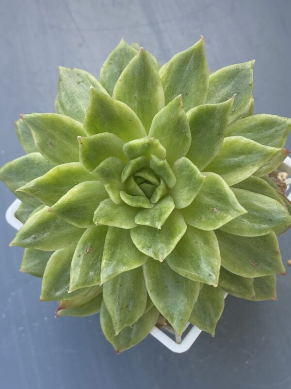 Echeveria Francesca Variegated (Echeveria Agavoides Francesca Variegata), a stunning variegated succulent.