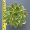 Close-up of variegated leaves of Echeveria Francesca Variegated (Echeveria Agavoides Francesca Variegata)