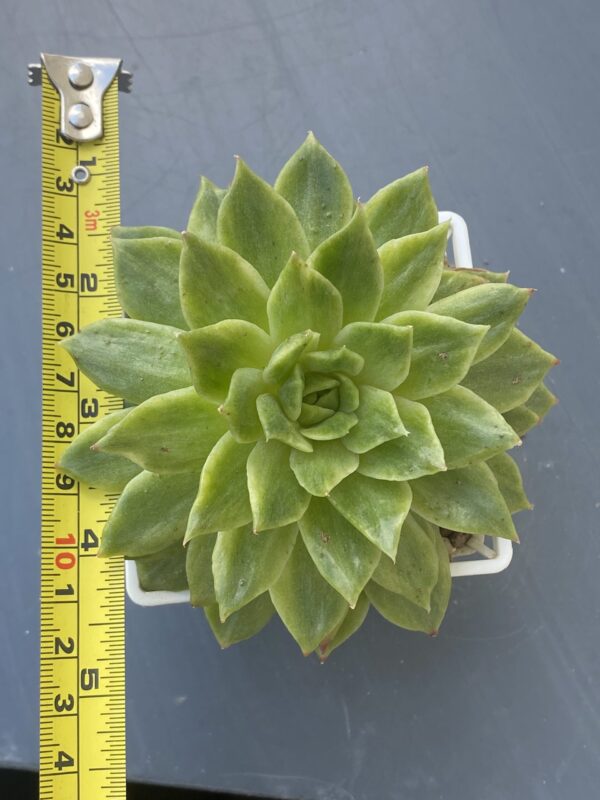 Close-up of variegated leaves of Echeveria Francesca Variegated (Echeveria Agavoides Francesca Variegata)