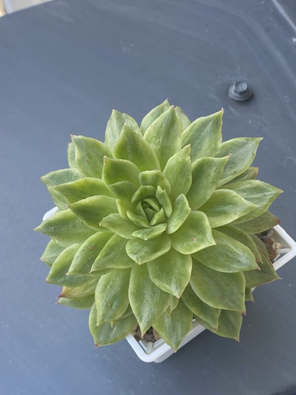 Vibrant Echeveria Francesca Variegated (Echeveria Agavoides Francesca Variegata) succulent with variegated leaves.