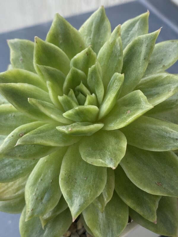 Echeveria Francesca Variegated (Echeveria Agavoides Francesca Variegata) in a natural setting.