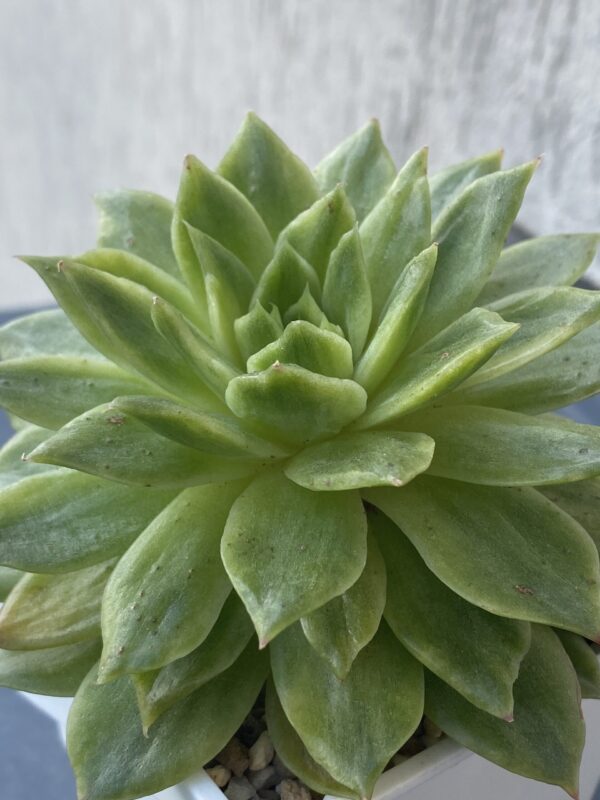 Cascading Echeveria Francesca Variegated (Echeveria Agavoides Francesca Variegata) succulent with variegated leaves.