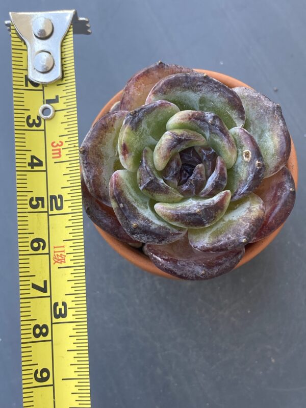 Close-up of foliage of Echeveria Dark Opal succulent.