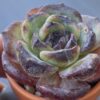 Vibrant Echeveria Dark Opal succulent with intense colors.