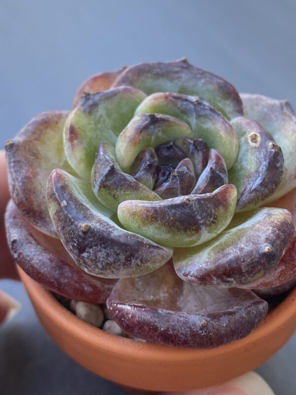 Vibrant Echeveria Dark Opal succulent with intense colors.