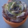 Echeveria Dark Opal succulent with contrasting dark hues.