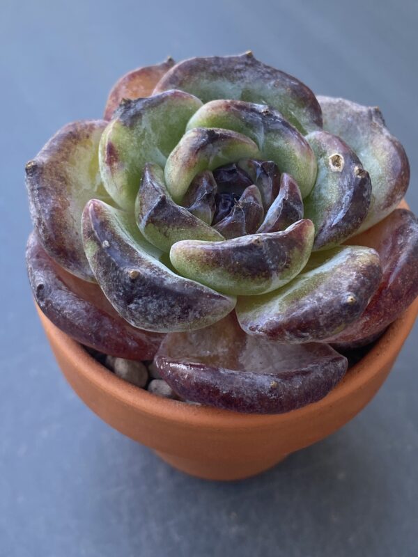 Echeveria Dark Opal succulent with contrasting dark hues.