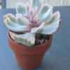 Vibrant Echeveria Berkeley Light Variegated succulent with variegated leaves.