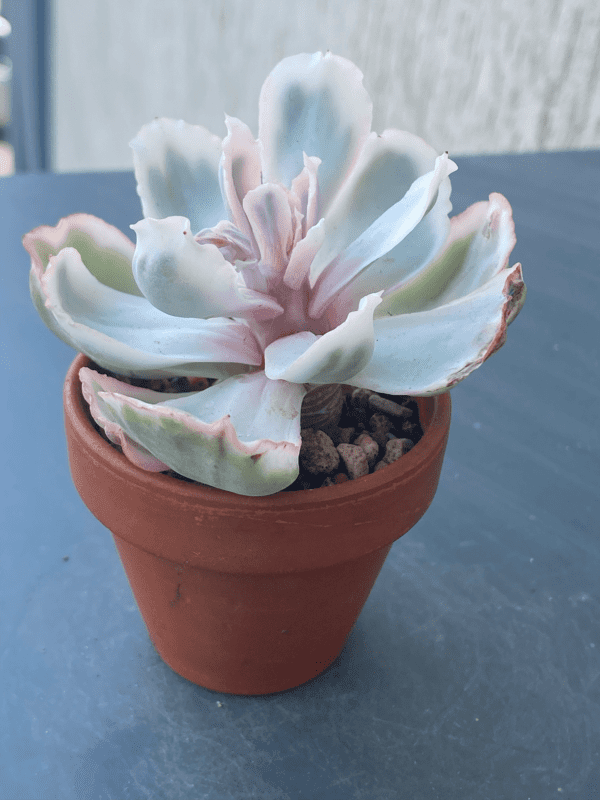 Vibrant Echeveria Berkeley Light Variegated succulent with variegated leaves.