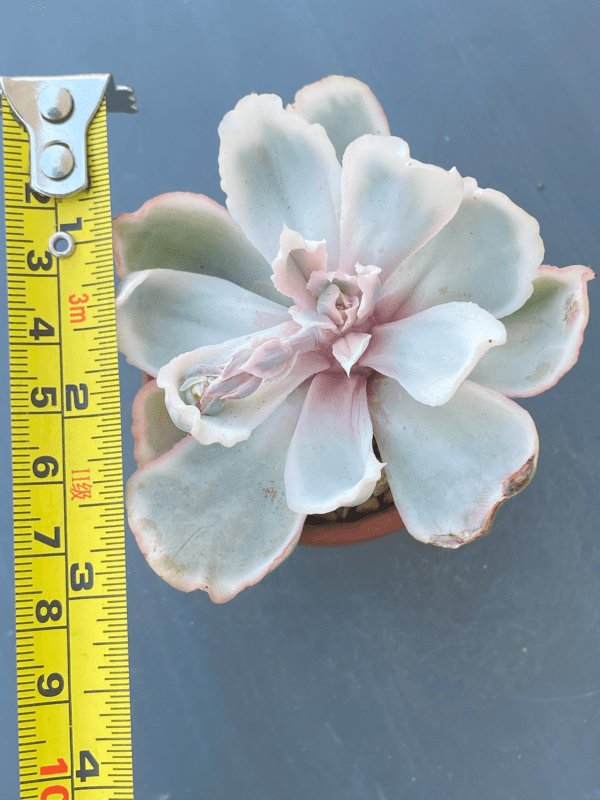 Echeveria Berkeley Light Variegated succulent with harmonious variegation.