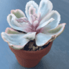 Graceful Echeveria Berkeley Light Variegated succulent with compact rosette.