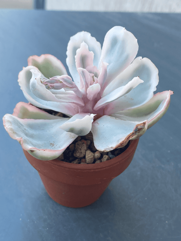 Graceful Echeveria Berkeley Light Variegated succulent with compact rosette.