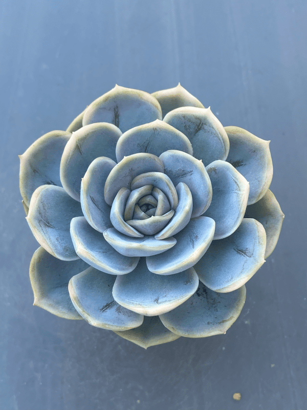 Echeveria Blue Surprise Variegated succulent with blue-toned leaves.