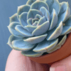 Echeveria Blue Surprise Variegated succulent with blue and green leaves.