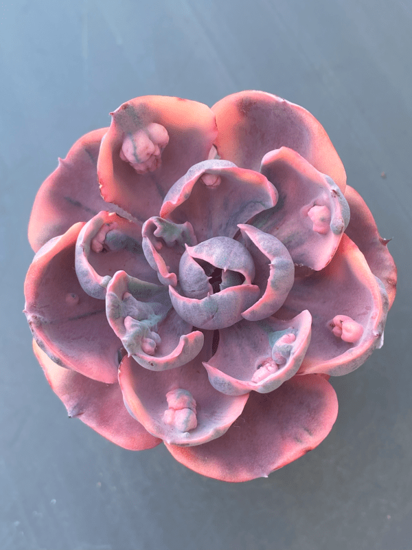 Echeveria Beyonce Variegata succulent with variegated leaves.