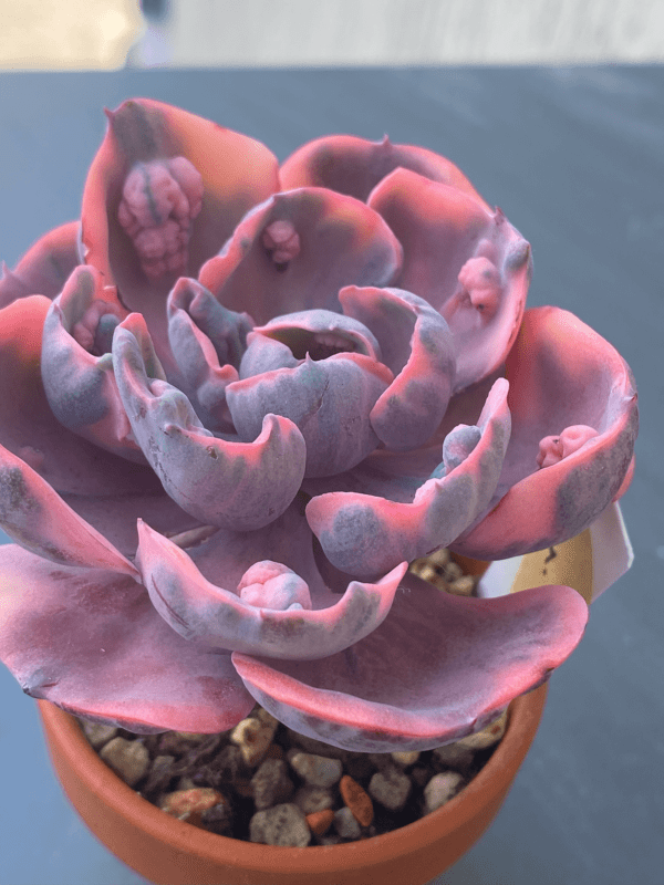 Close-up of variegation on leaves of Echeveria Beyonce Variegata succulent.