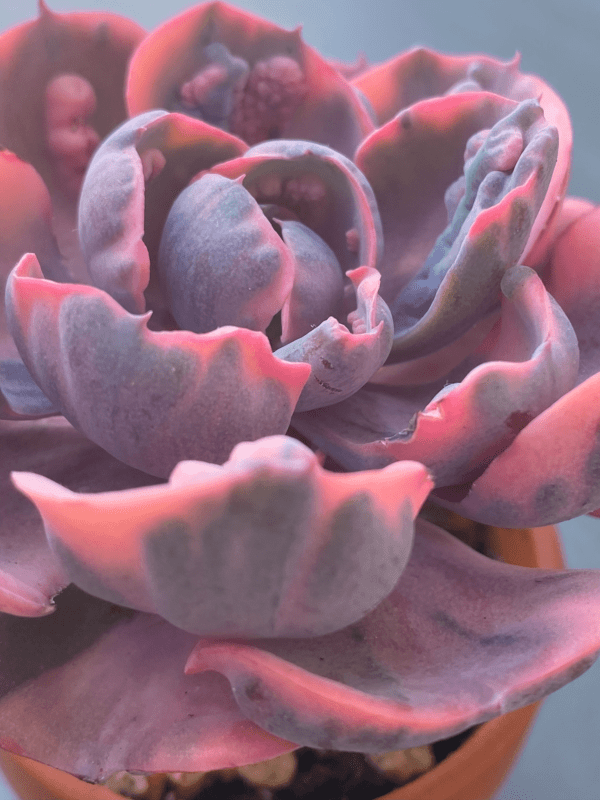 Vibrant Echeveria Beyonce Variegata succulent with variegated leaves.