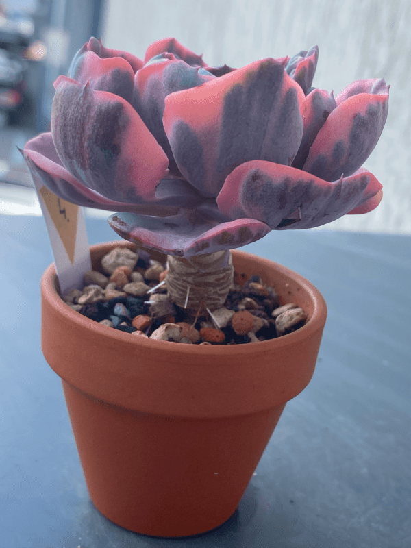 Echeveria Beyonce Variegata succulent with variegated leaves.