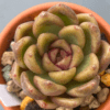 Echeveria Roseanne succulent with green center and pointy dark leaves