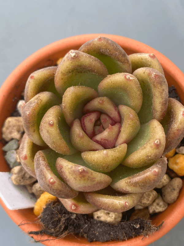 Echeveria Roseanne succulent with green center and pointy dark leaves
