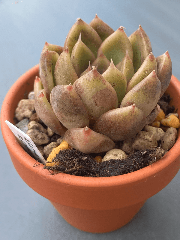 Close-up of Echeveria Roseanne's unique dark and pointed leaves