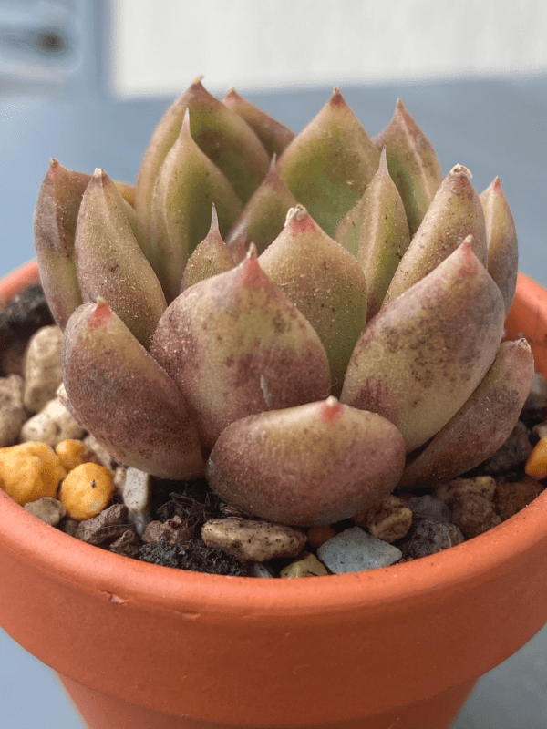 Echeveria Roseanne plant with elegant leaf structure