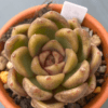 Echeveria Roseanne flourishing in a serene garden setting