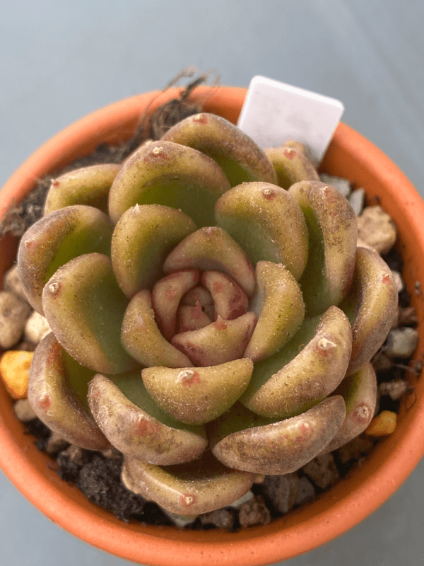 Echeveria Roseanne flourishing in a serene garden setting