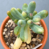 Pachyphyllum Thin Blue Form Variegated - Succulent with thin variegated leaves