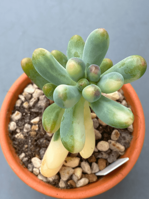 Pachyphyllum Thin Blue Form Variegated - Succulent with thin variegated leaves