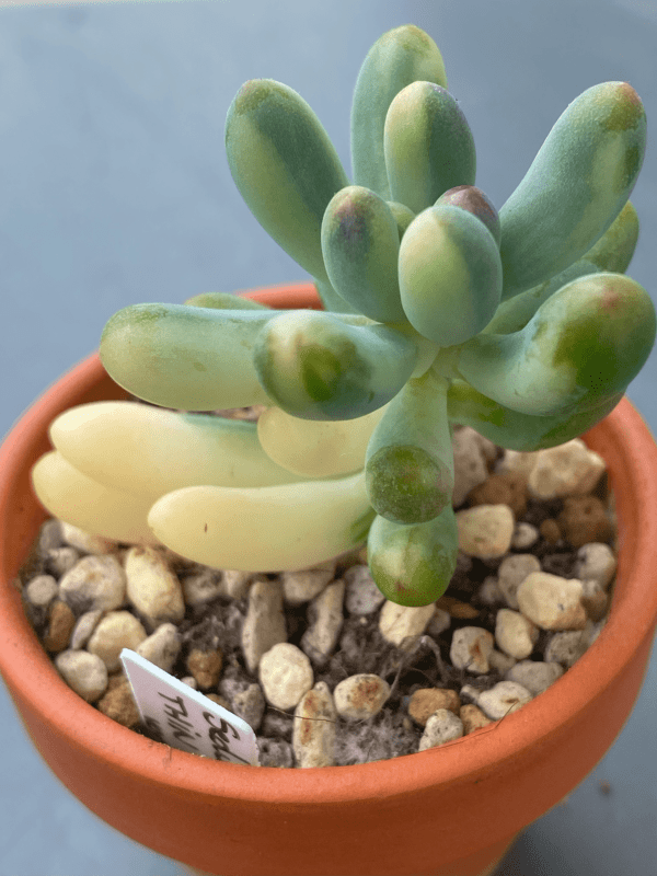 Close-up of variegated leaves of Pachyphyllum Thin Blue Form Variegated