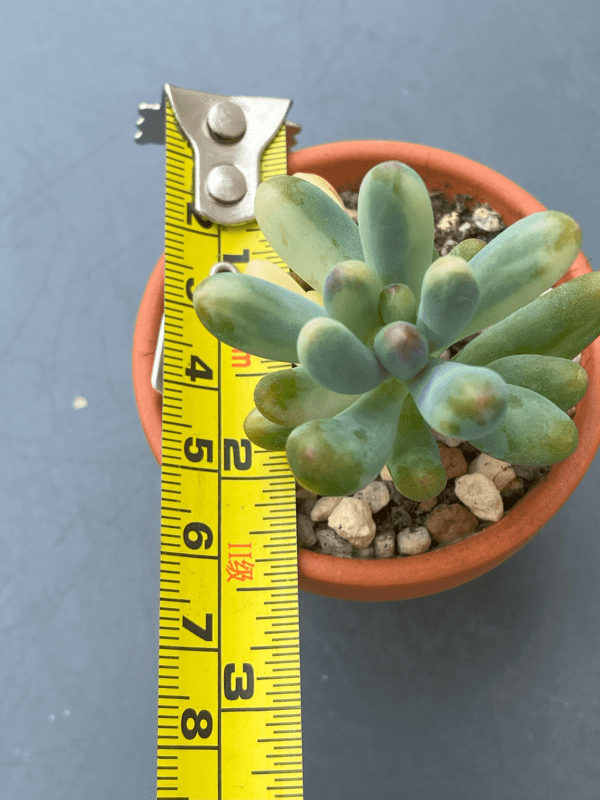 Pachyphyllum Thin Blue Form Variegated displayed in a decorative pot