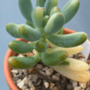 Pachyphyllum Thin Blue Form Variegated with delicate variegated leaves