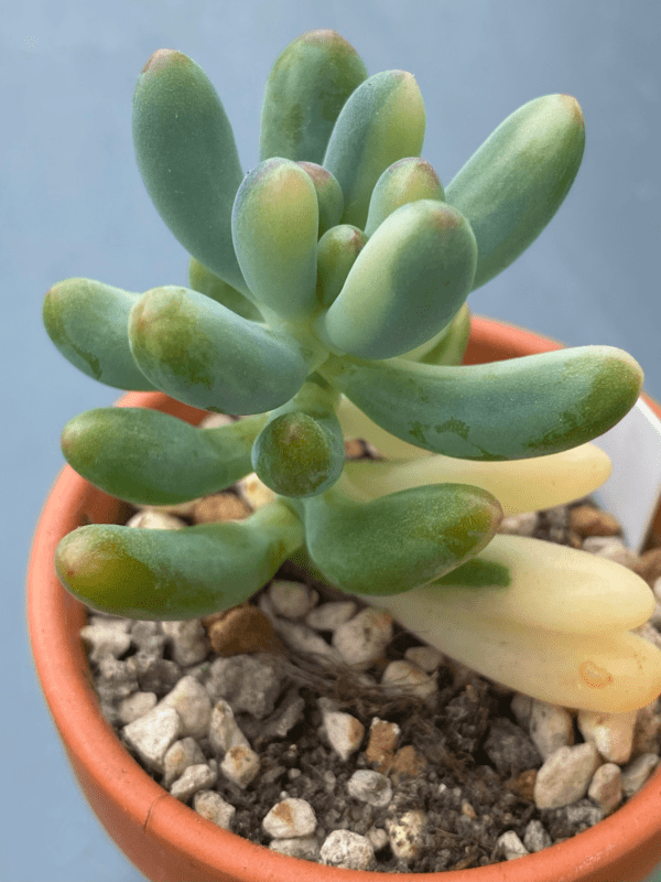 Pachyphyllum Thin Blue Form Variegated with delicate variegated leaves