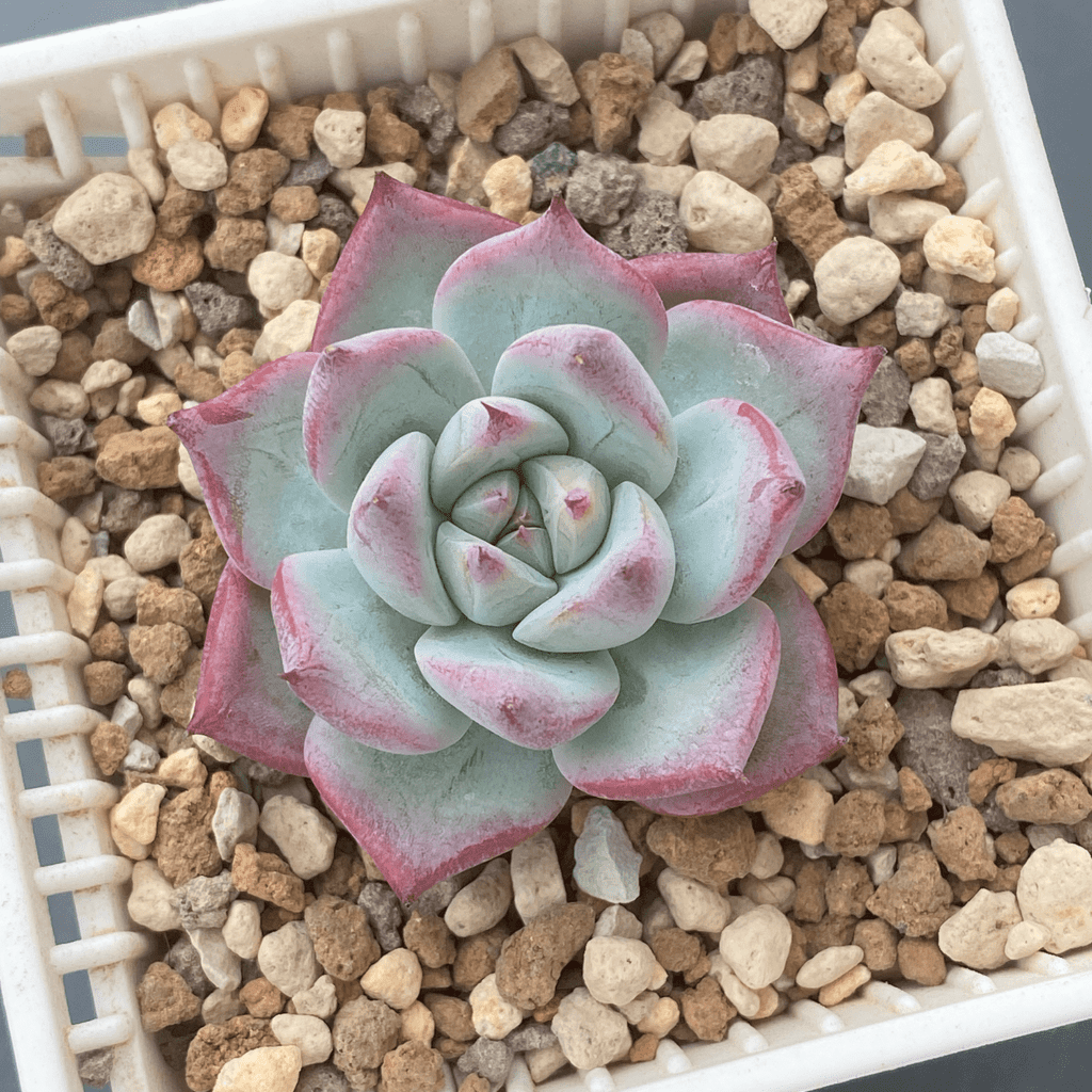 Echeveria Blue Heart - Striking succulent with blue-green leaves in a heart-shaped rosette