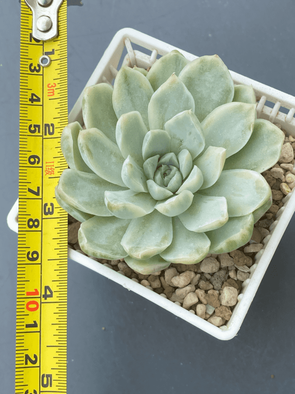 Close-up of Echeveria Hughmillus Variegated's variegated leaves