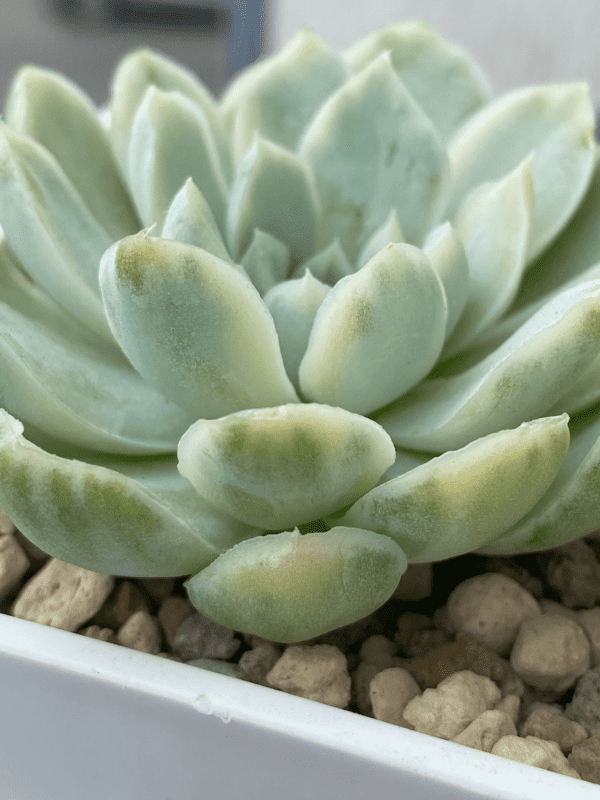 Echeveria Hughmillus Variegated showcased in a decorative pot