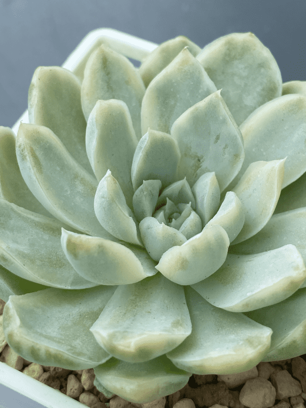 Echeveria Hughmillus Variegated with mesmerizing variegated foliage