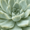 Echeveria Hughmillus Variegated thriving in a garden with variegated leaves