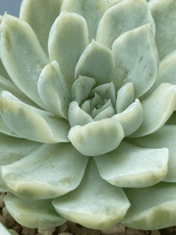 Echeveria Hughmillus Variegated thriving in a garden with variegated leaves