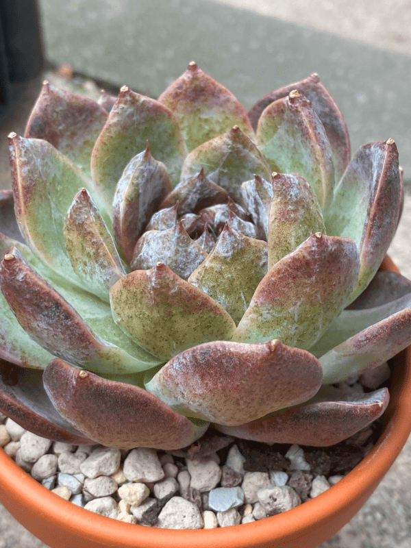 Close-up of Echeveria White Soul's dark leaves with white farina