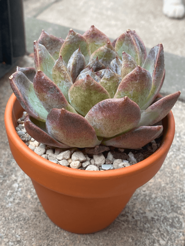 Echeveria White Soul showcased in a decorative pot