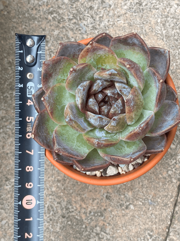 Echeveria White Soul with striking dark leaves and white farina