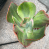 Echeveria Rose Rock Variegata - Rare succulent with large variegated leaves
