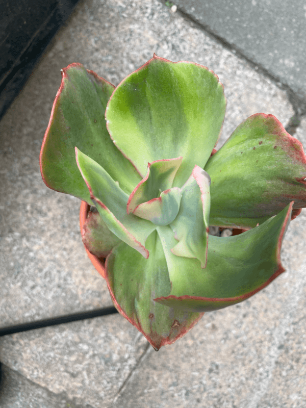 Echeveria Rose Rock Variegata - Rare succulent with large variegated leaves