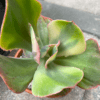 Close-up of Echeveria Rose Rock Variegata's large variegated leaves