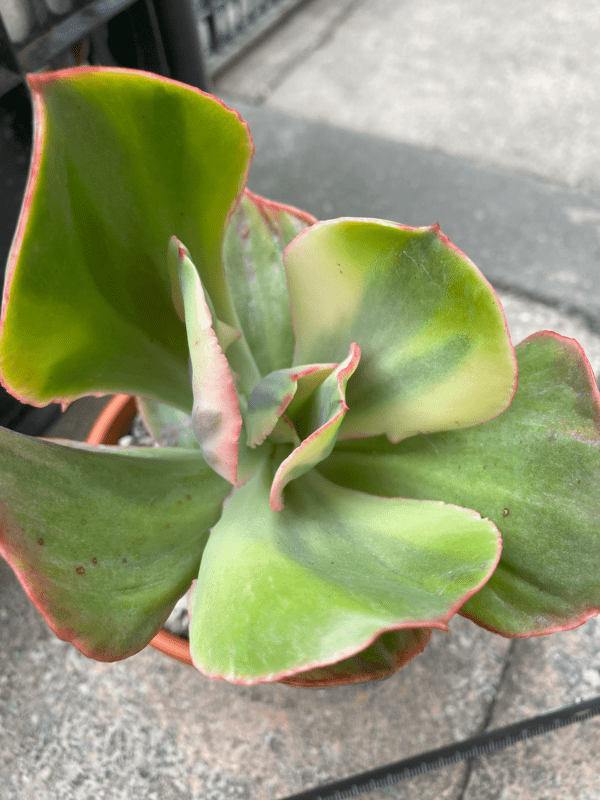 Close-up of Echeveria Rose Rock Variegata's large variegated leaves