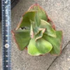 Echeveria Rose Rock Variegata showcased in a decorative pot