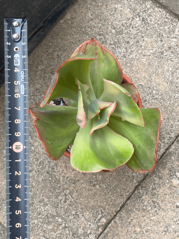 Echeveria Rose Rock Variegata showcased in a decorative pot