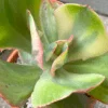 Echeveria Rose Rock Variegata with stunning large variegated foliage